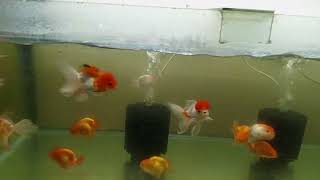 Imported Goldfish collection in stock available  now. Whatsapp- 01316514567, location- Dhaka.