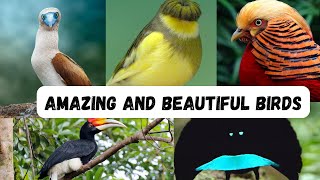 Amazing and Beautiful Birds