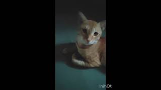 #new #video #cute cat#@Gohil Family Vlogs 👑 pls like share and subscribe my YouTube channel 🤗🙏