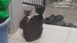 Nonton 5 ekor anak kucing 🐱, bersama induknya lagi jaga rumah