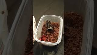 🕷️Tarantula Feeding #tarantula #tarantulas #spider #vogelspinnen #tarantulafeeding