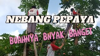 NEBANG PEPAYA SAMPING RUMAH ☑️ BUAHNYA BANYAK BANGET ‼️