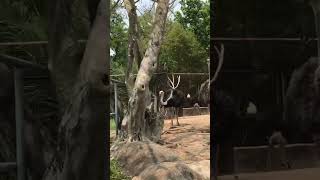 River Safari | Ostrich & Camel #animals #animal #shorts #short #youtubeshorts #viral #youtube