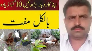 کیا 1 لاکھ سے  15 لاکھ بن سکتا سال میں جی بالکل ممکن ویڈیو دیکھیں فیر فیصلہ ،Poultry Farming uniqe