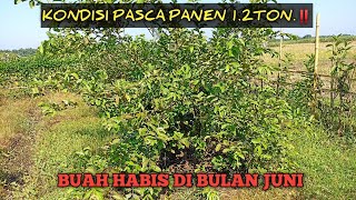 KONDISI TERKINI PASCA PANEN 1.2 TON ‼️