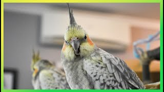 This Will Make Your Bird Happy 🦜The Bird Sanctuary | 2hrs of Singing