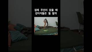 집에 주인이 없을 때 강아지들은 뭘 할까