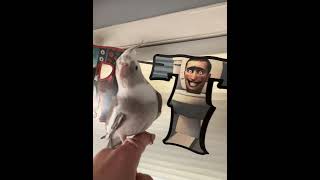 Skibidi toilet bird