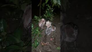 nemu anak ayam hutan ditengah sawah #shortvideo #ayam #mbolang #viral