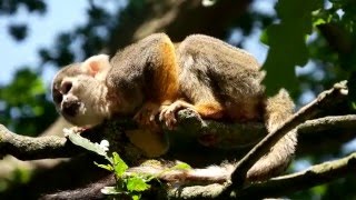 Woburn Safari Park - June 2015 Shot in 4k