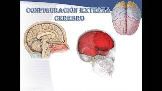 CONFIGURACION EXTERNA CEREBRO GRUPO G3 PARTE 1