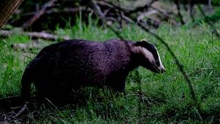 Spring Badger Set, Essex, UK