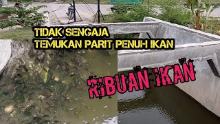 BANYAK BANGET IKAN NYA....RIBUAN IKAN DI PARIT