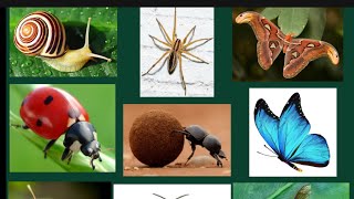 Insects alphabet #england #insects #baby