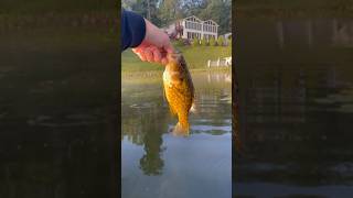 Nice rock bass on a grey fluke