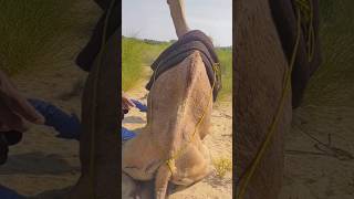 دفع الأرض الصحراوية خلف الجمل#camel #camellife