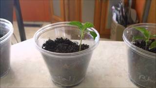 How to grow hot peppers part 1