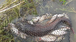 Cuma Sebentar Aja Dapet Ikan Lele BESAR || traditional fishing || hanco Ikan