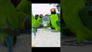 parrot lovelet #shorts #birds