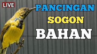 🔴 PANCINGAN SOGON PALING BANYAK DI TONTON, SOGON TROTOL GACOR