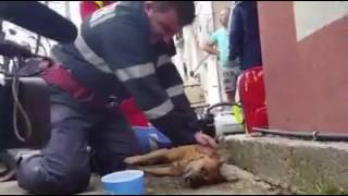 Un pompier sauve la vie d'un chien