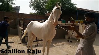 Stallion Raju