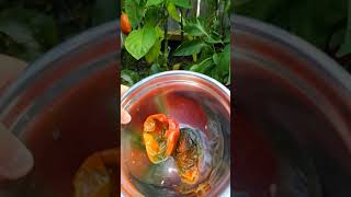 Why my red bell peppers are rotting from inside #shorts #toronto #2021