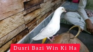 Dusri Bazi Win Ki Ha Zaheer Bhai || M Asad Birds #MAsadBirds #Pigeon #Kabutar