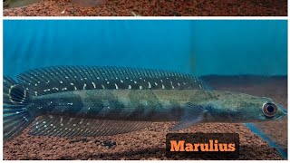 Channa Marulius x Channa marulioides. . .