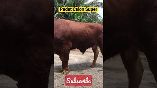 Pedet Calon Super #cow #sapi #pemburusapiimpian