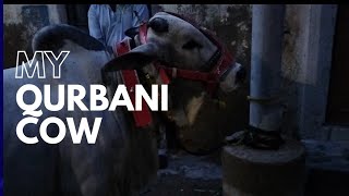 my qurbani cow 2022/ sohrab goth mandi @mandivlogswithEjaz