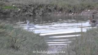 Grey Phalarope 5th October 2014 Morfa Madryn