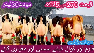 03466152628| Australia cow for sale on such animal tv| cholistani friesian cross| cholistani cows |