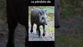 Tapir de montaña  Guardianes de los bosques de América Central.