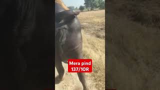 Mera pind 137/10R