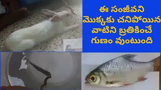 Sanjivani Full Testing for Fish and Rabbit || Call me Sadab 8459487861