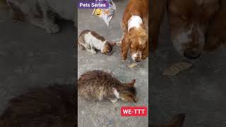 Pets Series 🐕😸 #cat #dog #youtubeshorts