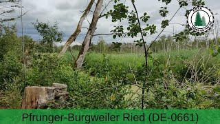 POTA-Aktivierung Pfrunger-Burgweiler Ried(DE-0661) und Pfrunger Ried und Seen bei Illmensee(DE-0662)