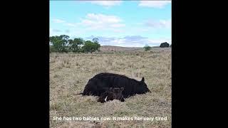 The Bodyguard #cowlover #cow #animal