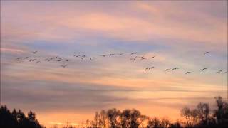 Grues cendrées au Lac du Der en Janvier