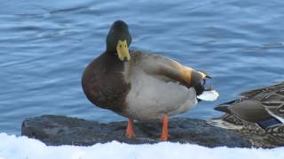 Les canards à Valleyfield, QC, 6 mars 2016