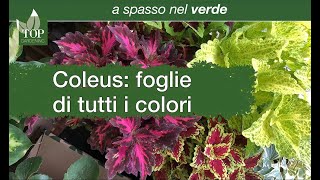 Coleus, foglie di tutti i colori