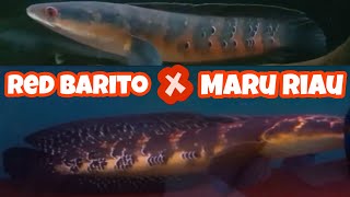 Red barito vs Marulioides Riau