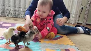 Funniest Kids Videos | The baby meets a group of chicks for the first time