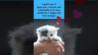 I gatti ti ignorano davvero.....  o sono solo dei geni? #shorts #curiosità #amicifelini#cute#kitten