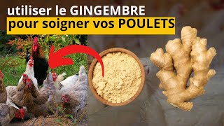 les vertus du gingembre dans l'élevage des poulets.