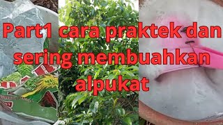 cara praktek sering membuahkan alpukat