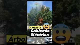 🚨‼️Cableado eléctrico VS Árboles 🌳🌲Aquí te damos la información #árboles #arboriculture #cableado