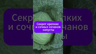 Крепкая и сочная капуста. Подкормка для кочанов.  #дача #огород #рецепт #капуста