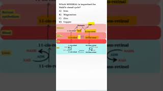 #NEETPG #BIOCHEMISTRY MCQs | Wald's Visual Cycle